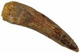 Fossil Spinosaurus Tooth - Real Dinosaur Tooth #311265-1